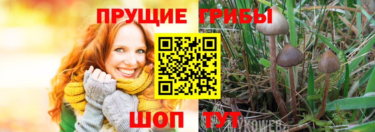 Псилоцибиновые грибы Cubensis  Вход с VPN  Ногинск  закладки  Псилоцибиновые грибы Magic Shrooms 